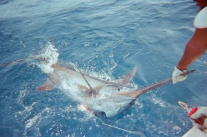 2CAPTURA_BLUEMARLIN_